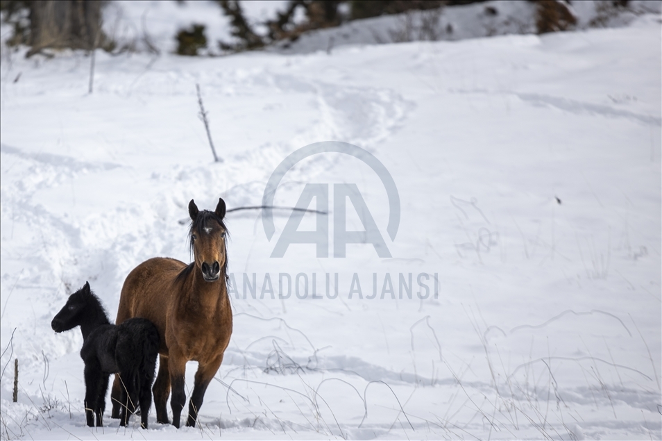أنطاليا.. الخيول البرية تجذب السياح وعشاق التصوير