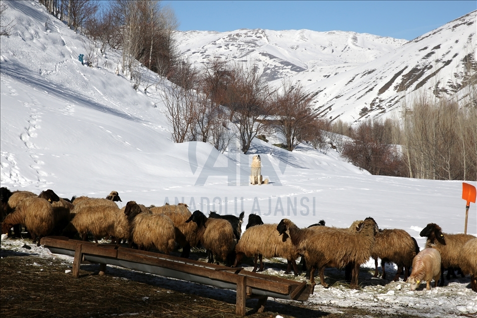 Bitlis'te besiciler dik yamaçlardan kızakla taşıdıkları ağaç dallarıyla hayvanlarını besliyor