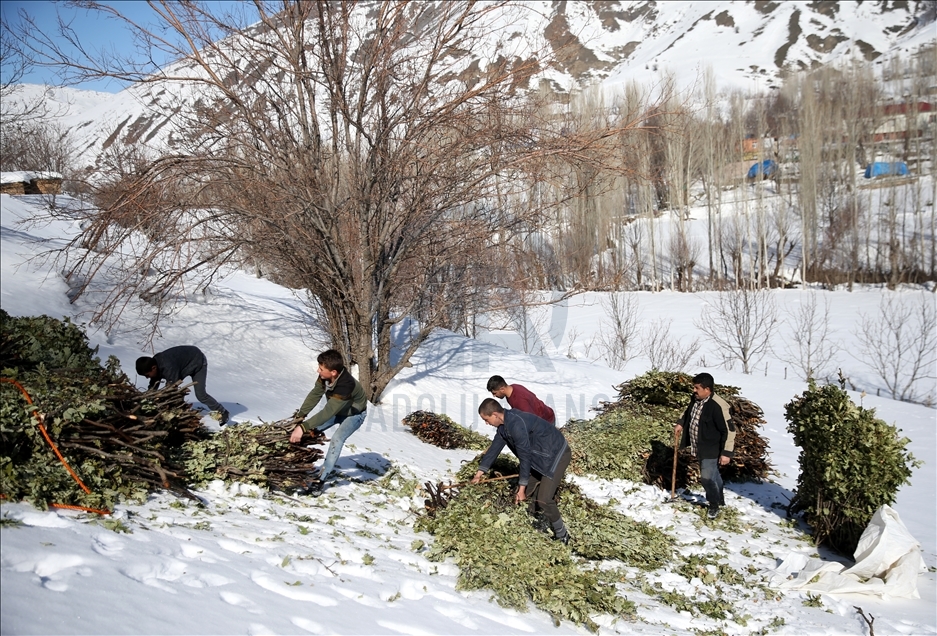 Bitlis'te besiciler dik yamaçlardan kızakla taşıdıkları ağaç dallarıyla hayvanlarını besliyor