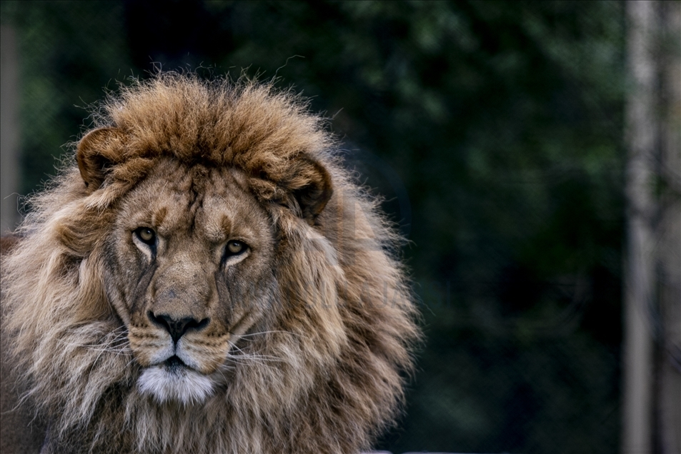 باغ وحش آنتالیا برای پذیرش بازدیدکنندگان آماده است 