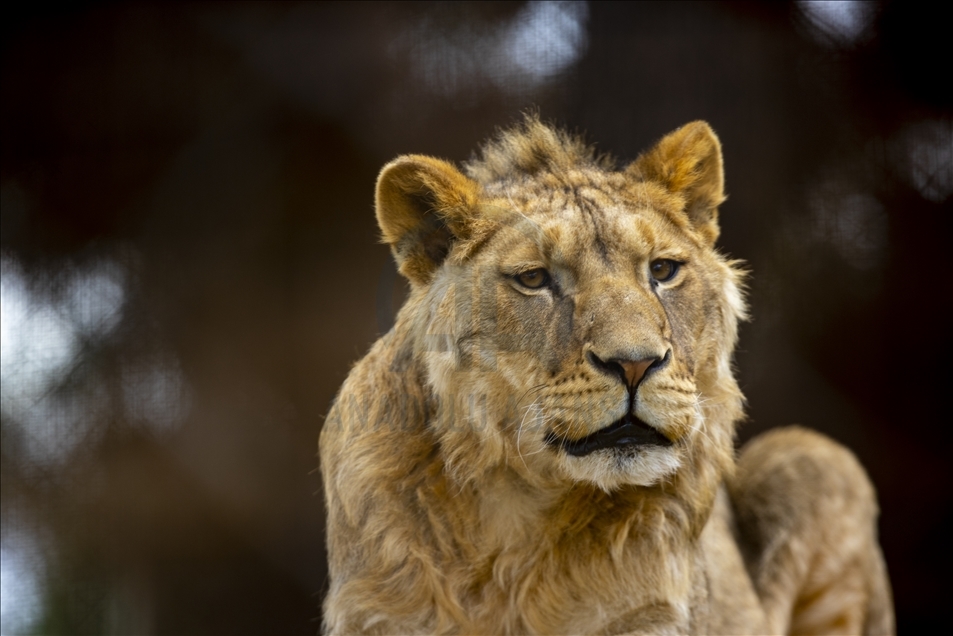 باغ وحش آنتالیا برای پذیرش بازدیدکنندگان آماده است 