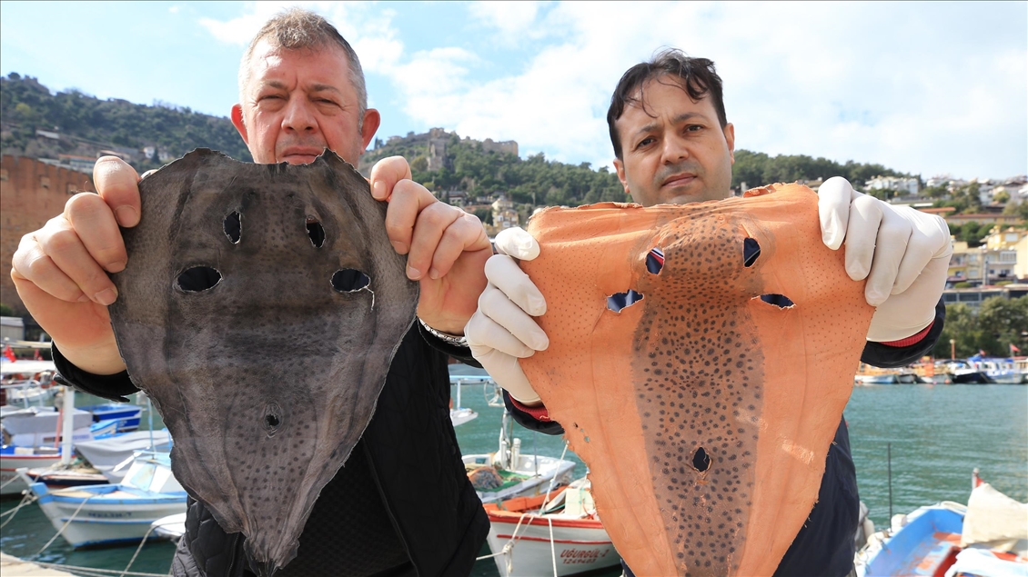 İki girişimci, balon balığını deri sektöründe kullanmaya hazırlanıyor