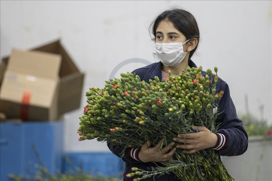 صادرات تركيا من الأزهار تنمو 19 بالمئة