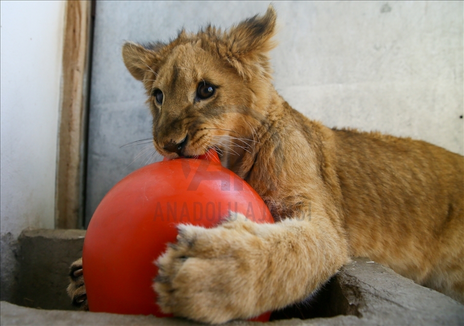 Tasmasından kurtarılan "Eva", doğal yaşam parkındaki aslan sürüsüne katılacağı günü bekliyor