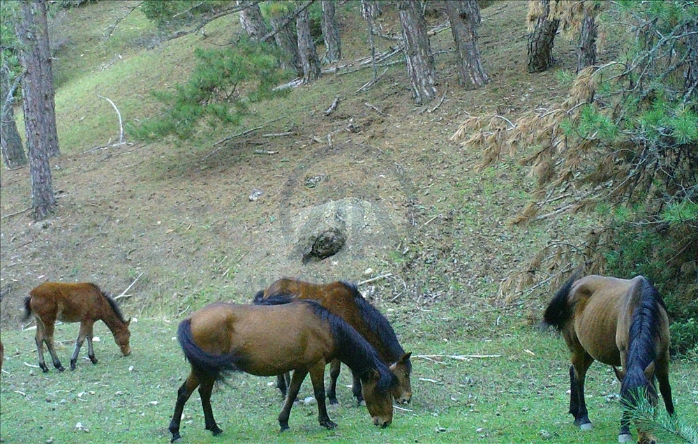 Manisa'da biyolojik çeşitlilik envanter çalışması kapsamında belirlenen 2 bin 618 canlı türü korunacak