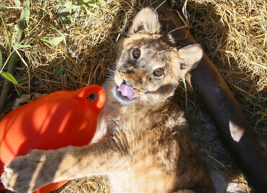A lion cub named "Eva" in Turkey's Izmir