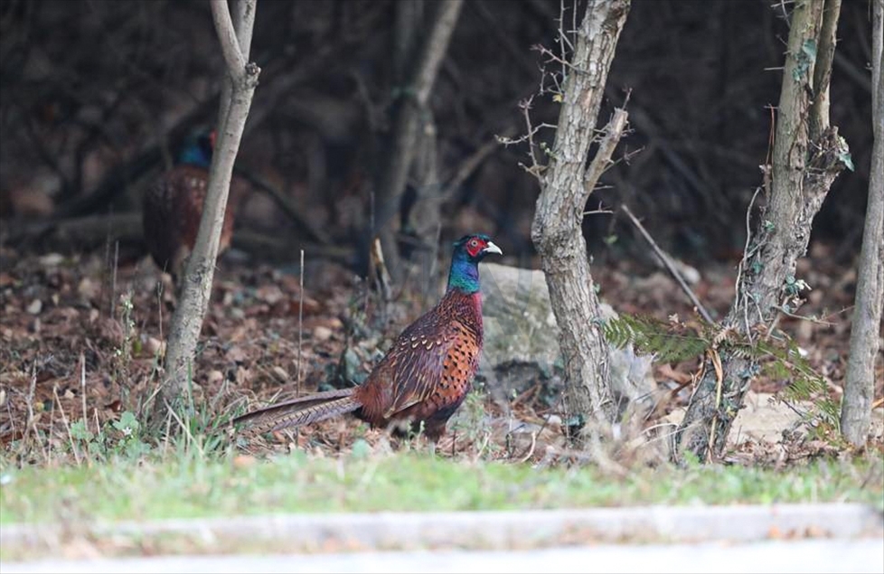 Turquie: La vie sauvage d’Istanbul enrichie par l’élevage de cerfs, chevreuils et de faisans