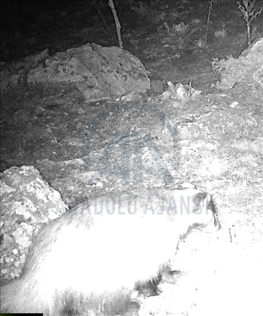 Manisa'da biyolojik çeşitlilik envanter çalışması kapsamında belirlenen 2 bin 618 canlı türü korunacak