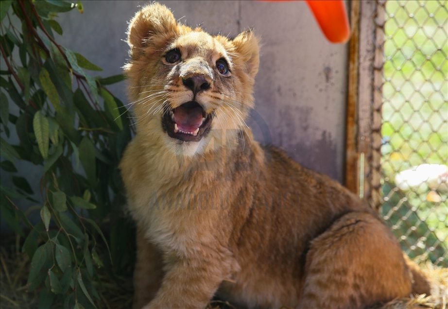 A lion cub named "Eva" in Turkey's Izmir