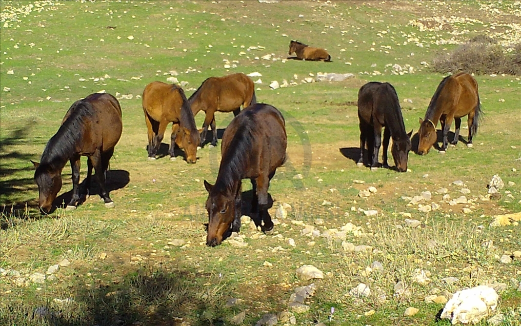 Manisa'da biyolojik çeşitlilik envanter çalışması kapsamında belirlenen 2 bin 618 canlı türü korunacak