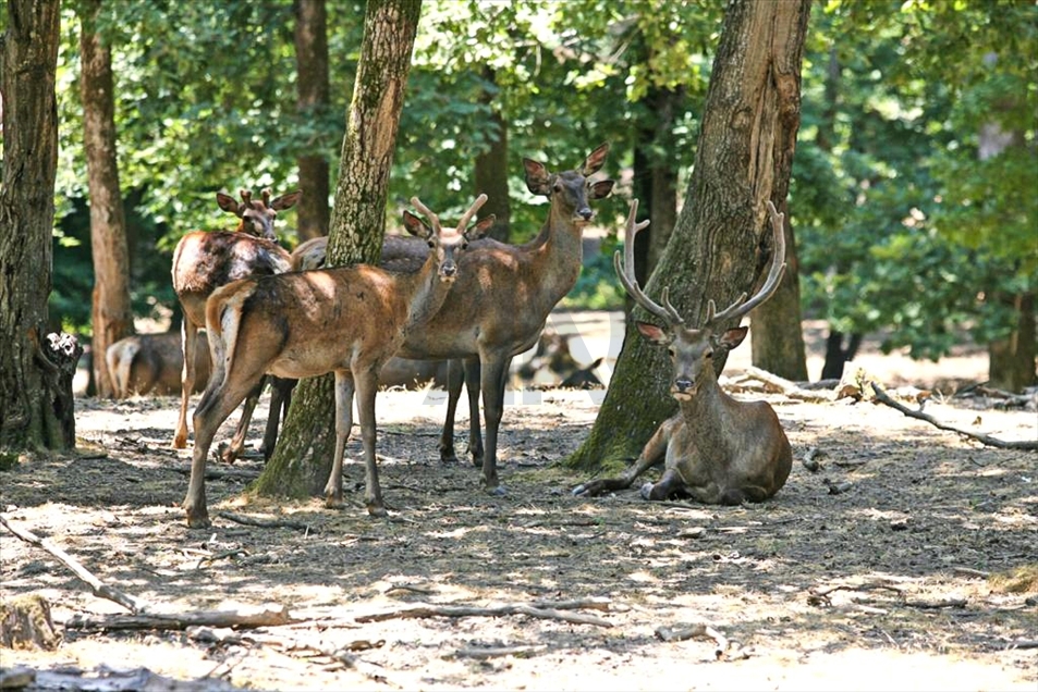 Turquie: La vie sauvage d’Istanbul enrichie par l’élevage de cerfs, chevreuils et de faisans