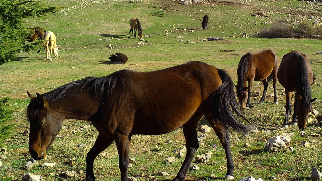 Manisa'da biyolojik çeşitlilik envanter çalışması kapsamında belirlenen 2 bin 618 canlı türü korunacak