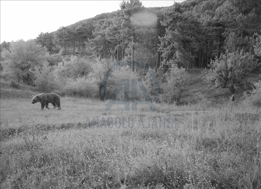 Orta Karadeniz'de yaban hayatı fotokapanlarla gözlemlendi