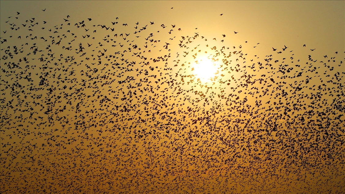 Mardin'de sığırcık kuşlarının görsel şöleni