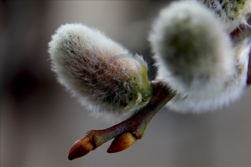 Named spring. Весна пора расцветать. Поздняя весна. Цветы весной. Named spring.