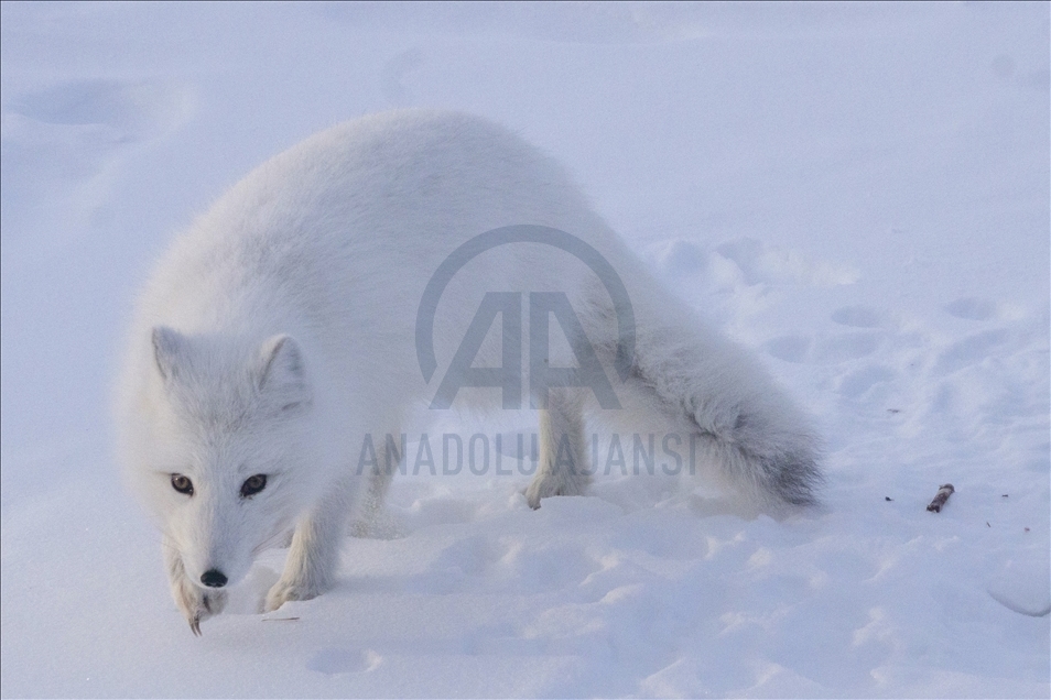 Arctic foxes of Vorkuta suffer from hunger due to extreme weather condition in Russia