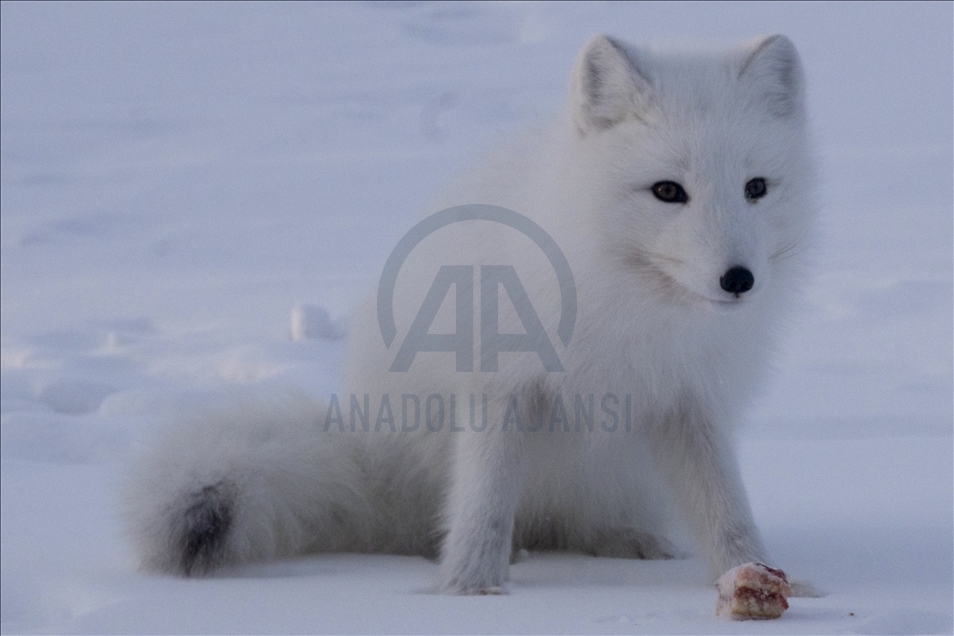 Arctic foxes of Vorkuta suffer from hunger due to extreme weather condition in Russia