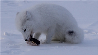 Arctic foxes of Vorkuta suffer from hunger due to extreme weather condition in Russia