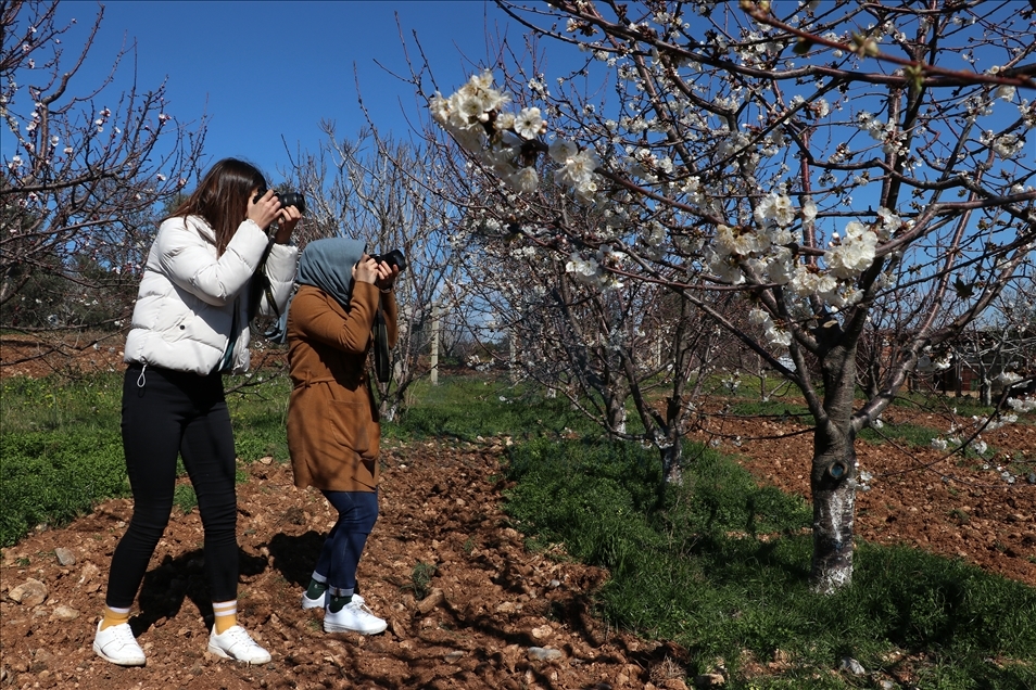 Manisa'da kiraz üreticisinin yeni sezon umudu çiçeklenen ağaçlarla arttı