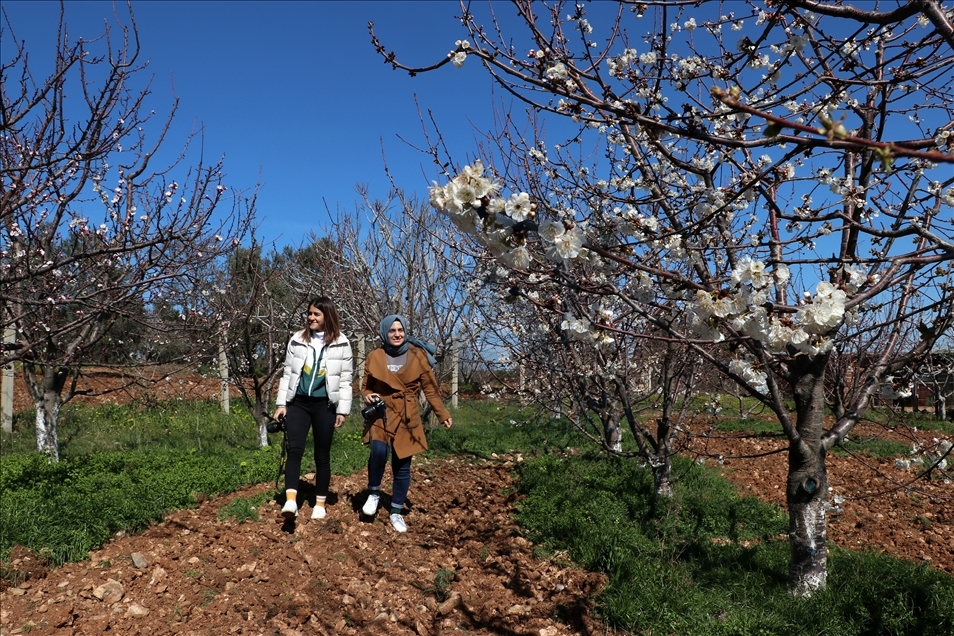 Manisa'da kiraz üreticisinin yeni sezon umudu çiçeklenen ağaçlarla arttı