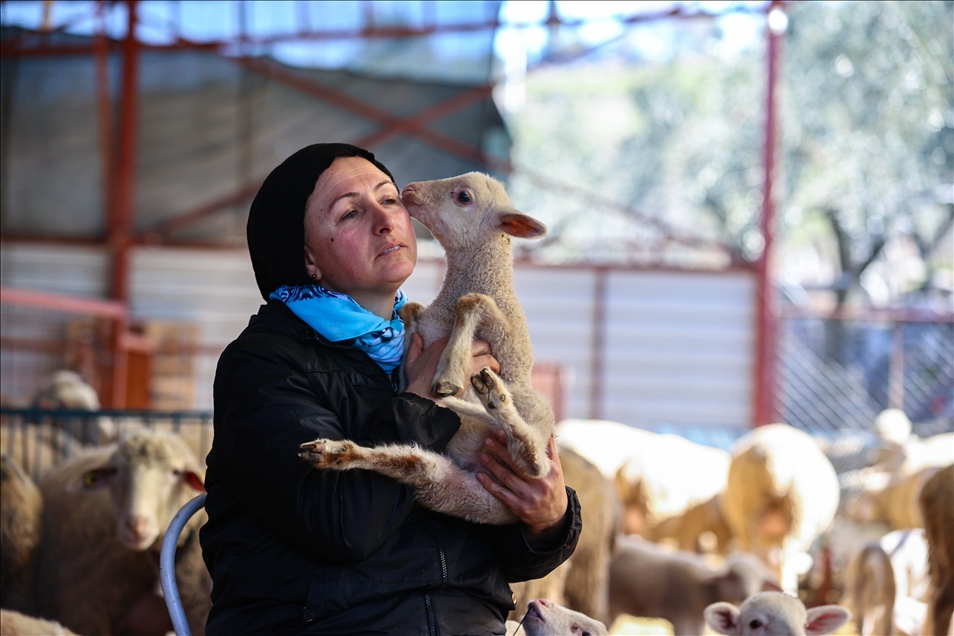 Devlet desteğiyle çiftlik kuran kadın girişimci, kuzularını "anne şefkatiyle" büyütüyor