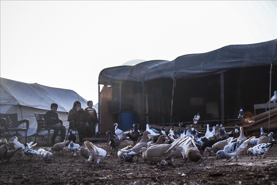 Syrie : Sa passion pour les pigeons l’aide à amenuiser la douleur de la perte de ses enfants