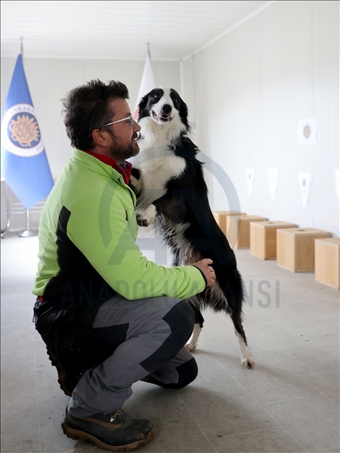 Turquie : des chiens formés à détecter les cas positifs de coronavirus grâce à l'odorat