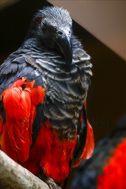 Les perroquets de Pesquet au zoo de Moscou