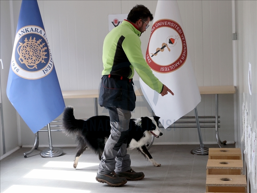 Turquie : des chiens formés à détecter les cas positifs de coronavirus grâce à l'odorat