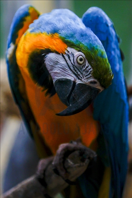 Colorful guests of the Moscow Zoo