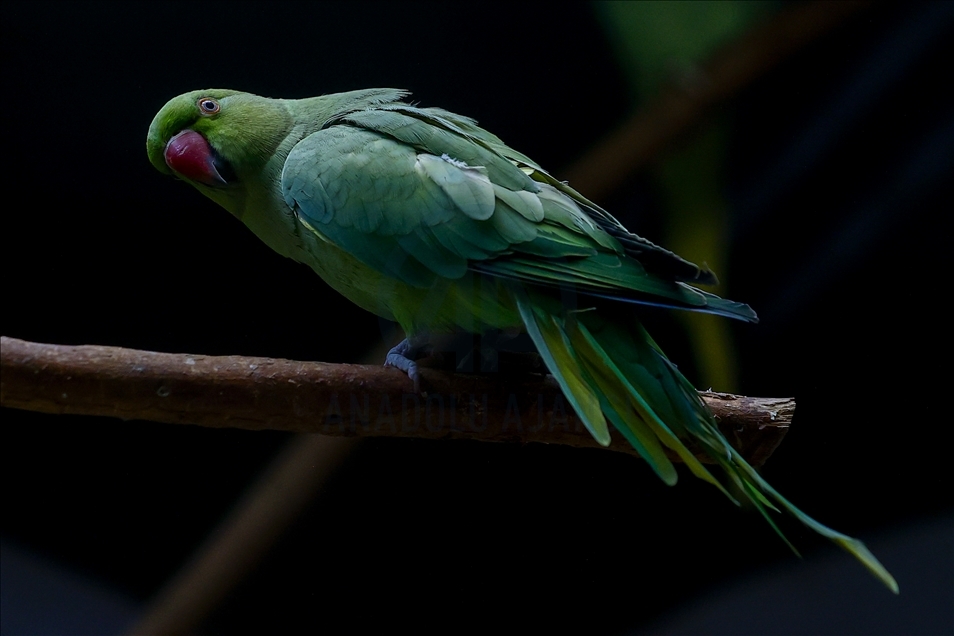 Colorful guests of the Moscow Zoo