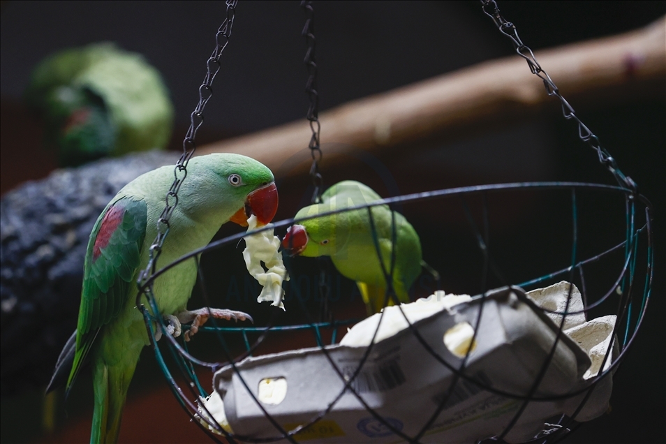 Colorful guests of the Moscow Zoo