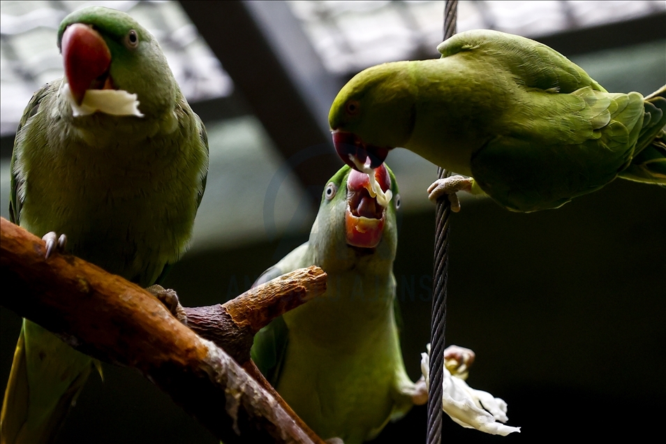 Colorful guests of the Moscow Zoo