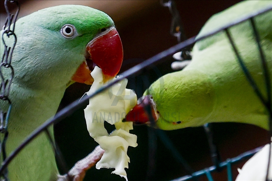 Colorful guests of the Moscow Zoo