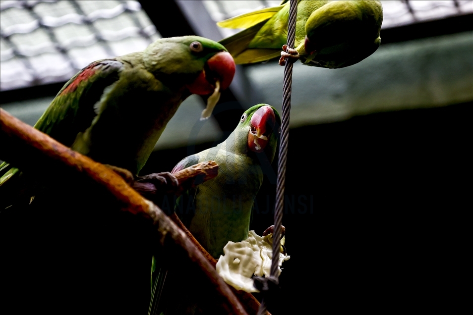 Colorful guests of the Moscow Zoo