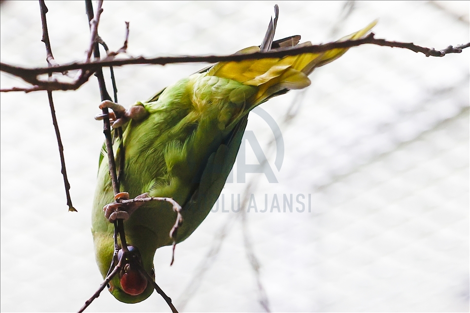 Colorful guests of the Moscow Zoo