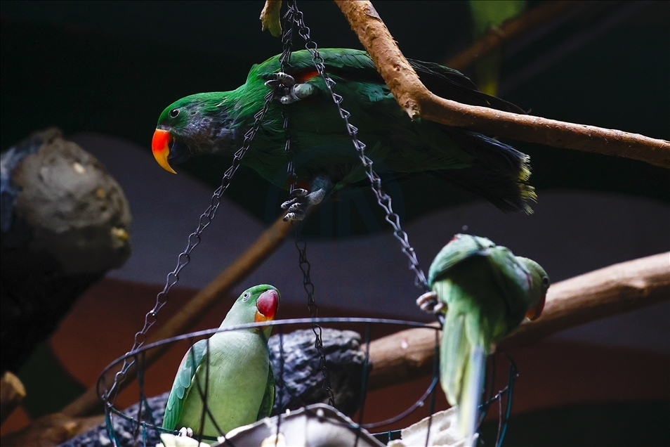 Colorful guests of the Moscow Zoo