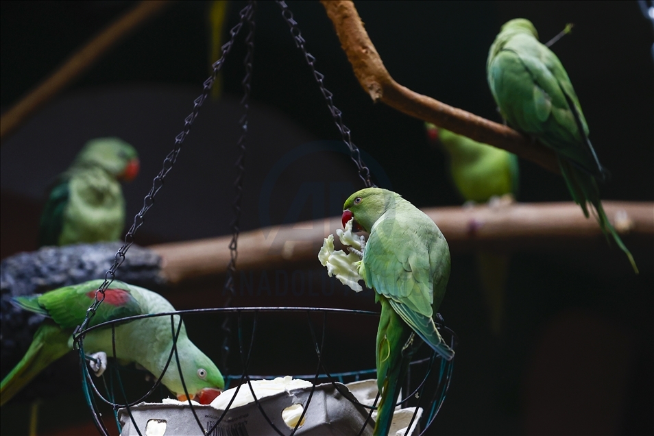 Colorful guests of the Moscow Zoo