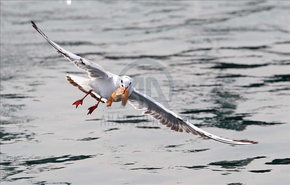 Seagulls fighting over food in Trabzon