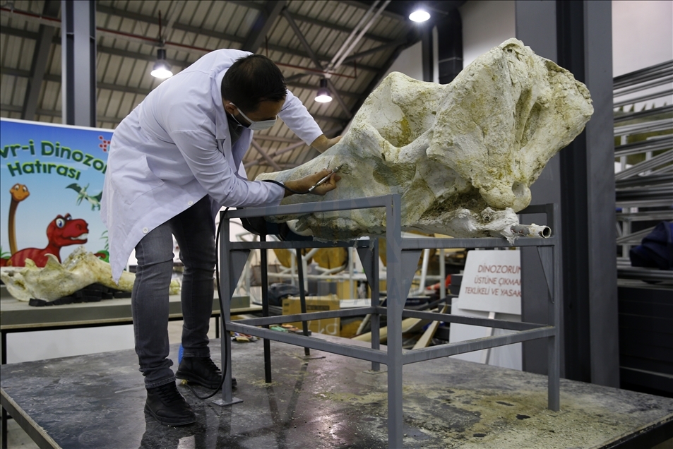 Turquie: Découverte des fossiles de 5 espèces d'éléphants à Kayseri
