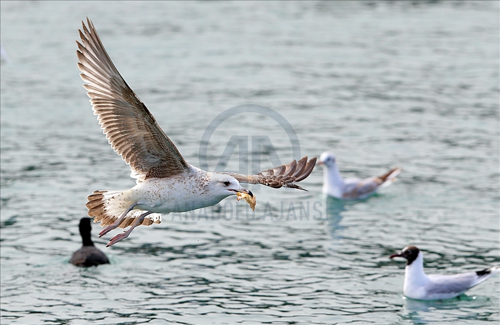 Seagulls fighting over food in Trabzon