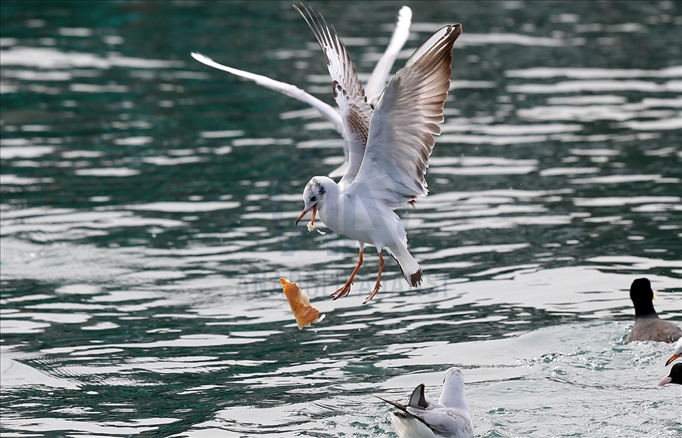 Seagulls fighting over food in Trabzon