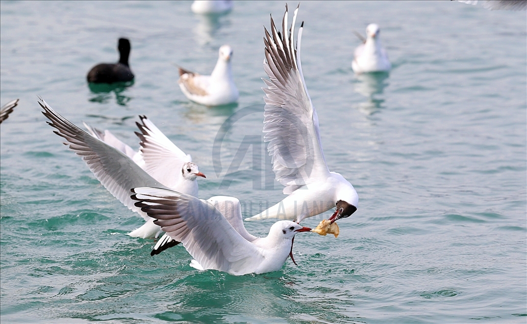 Seagulls fighting over food in Trabzon