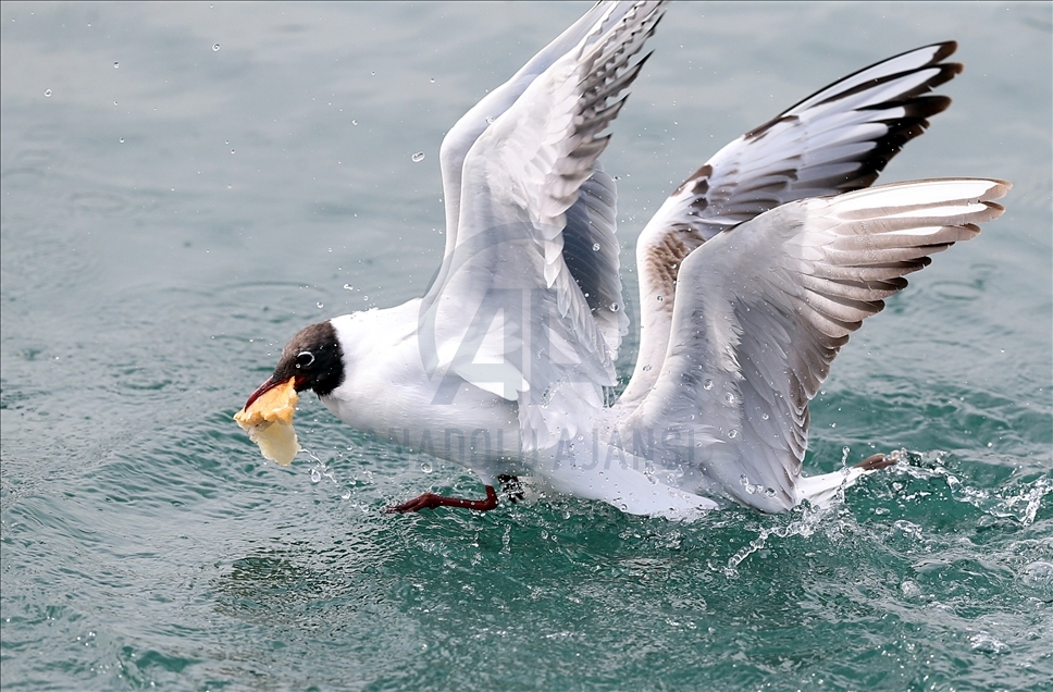 Seagulls fighting over food in Trabzon