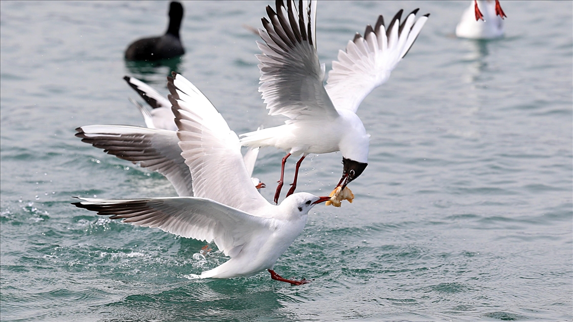 Seagulls fighting over food in Trabzon