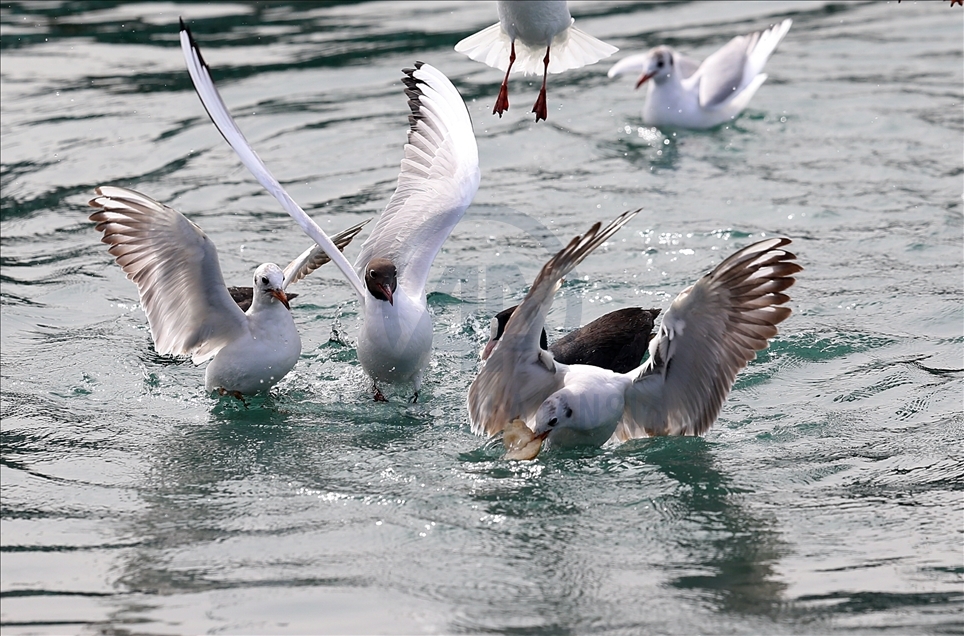 Seagulls fighting over food in Trabzon