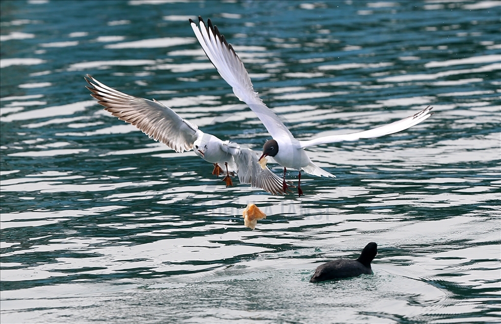 Seagulls fighting over food in Trabzon