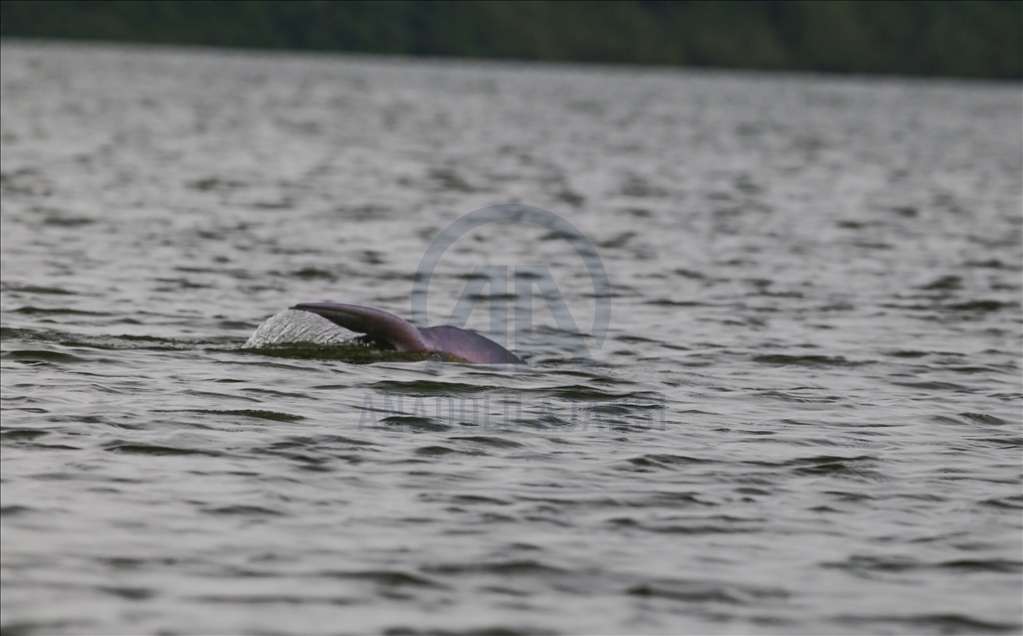 River Dolphins and thousands of species of birds, natural wonders at the door of the Colombian Amazon