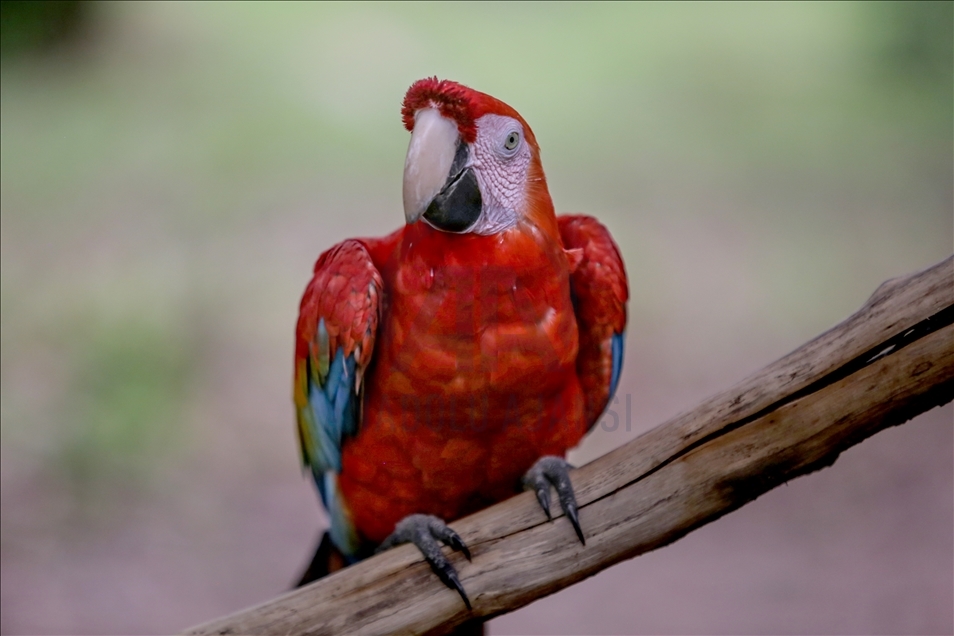 River Dolphins and thousands of species of birds, natural wonders at the door of the Colombian Amazon