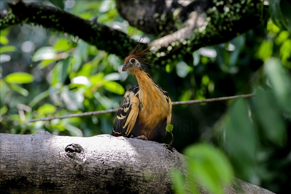 River Dolphins and thousands of species of birds, natural wonders at the door of the Colombian Amazon